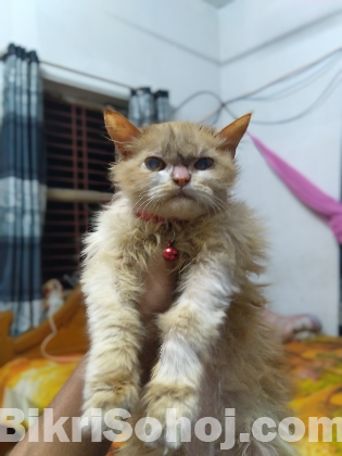 Pure persian cat for sell